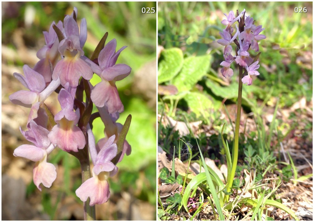 Dactylorhiza romana in una splendida variabilit - provincia di Caserta marzo 2019